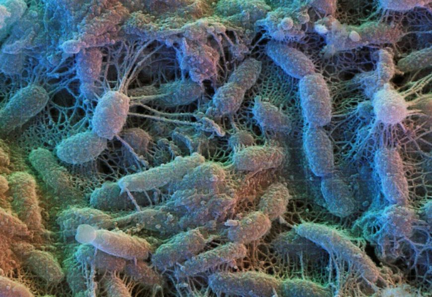 Разложение живых бактерий