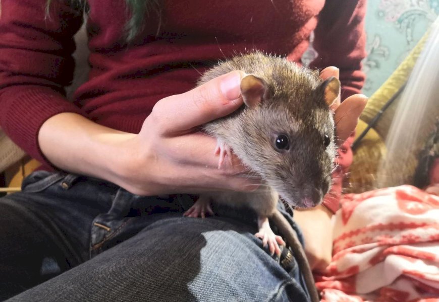 Сколько в среднем живут крысы?