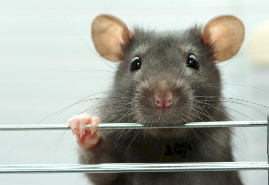 От чего умирают домашние крысы