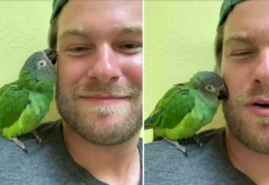 Любимый попугай