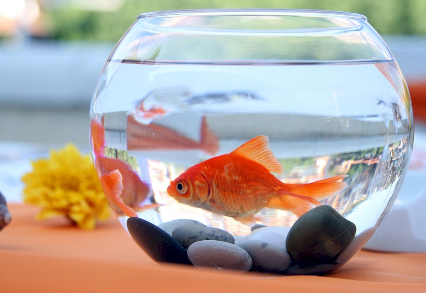 Почему умирают рыбки в аквариуме и что нужно делать